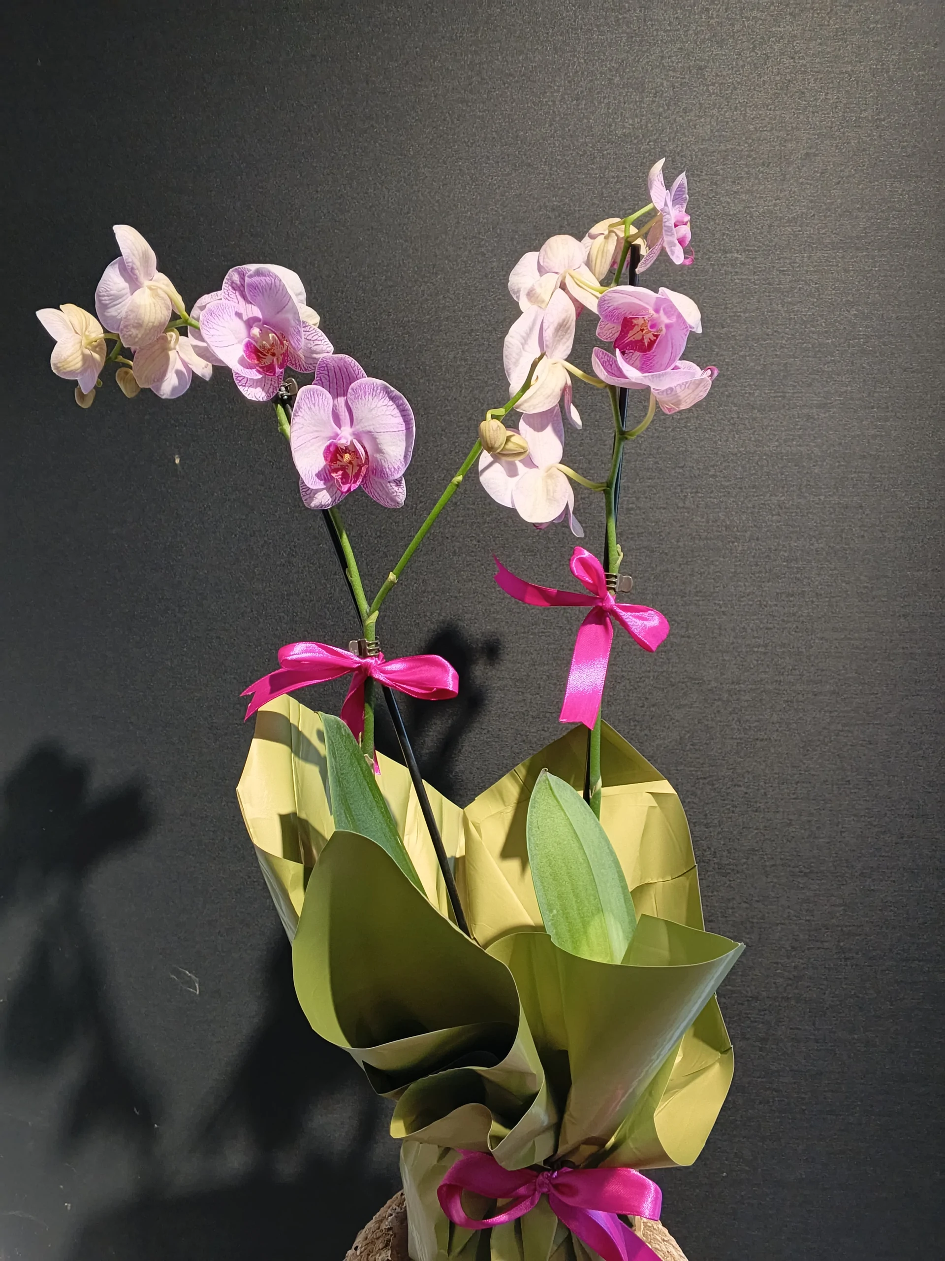 Çift Dal Pembe Orkide